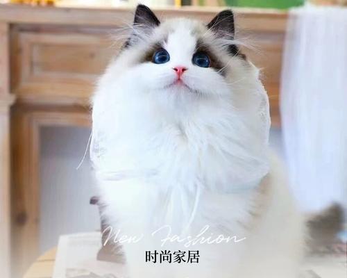 10天内猫咪未死的重要秘诀（宠物猫咪健康养护指南，从饮食到护理讲解）