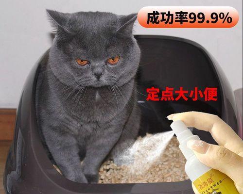 宠物小猫不便便的原因和解决办法（10天小猫没有大便，小猫多少天会大便？）