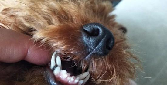11岁爱犬犬齿掉落原因及应对方法（宠物口腔保健，从咬合力到保持健康）