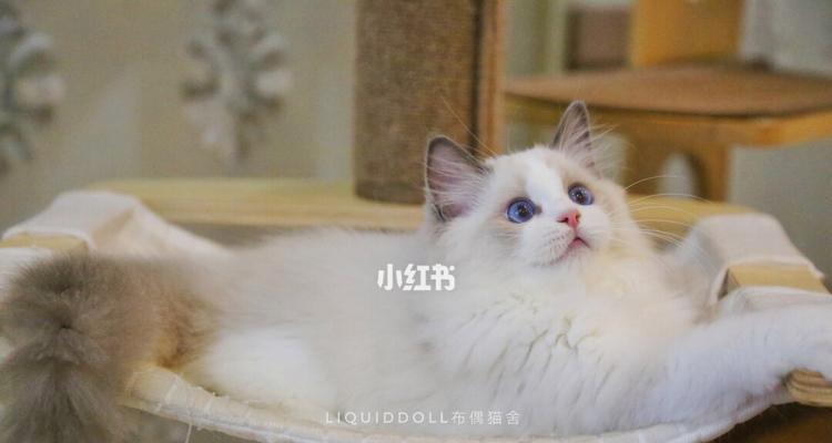 1500两只布偶猫的生活点滴（宠物布偶猫的日常护理与培养）