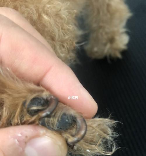 25天小狗指甲修剪技巧全解析（如何让小狗安全愉快地剪指甲？——从工具选择到操作技巧全都懂！）