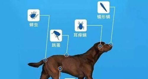 狗狗四肢无力拉虫子,原因和应对措施大揭秘(宠物爱护必备)