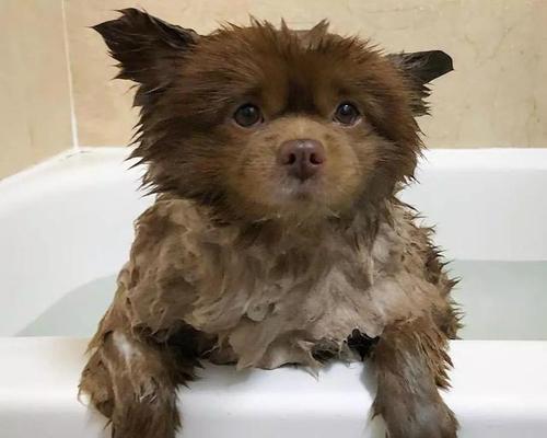 如何解决狗狗太臭不能洗澡的问题（让宠物更舒适健康）