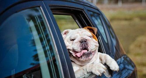 狗狗探出车窗外，伴随欢快配乐的美好时光（与宠物共同探索世界的快乐）