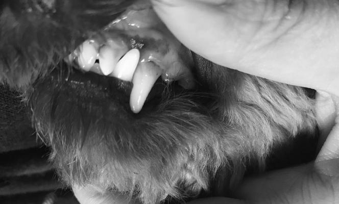 狗狗糖尿病下的牙龈危机（宠物牙齿护理要做到位）