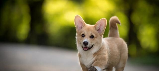 探索狗狗的听觉能力，让你的宠物更加幸福（探索狗狗的听觉能力）