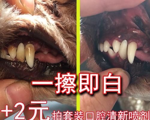 狗狗牙结石的原因及预防方法（为什么狗狗容易得牙结石）