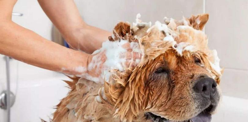 为什么狗狗洗澡会一直流口水（探究狗狗洗澡时流口水的原因及应对方法）