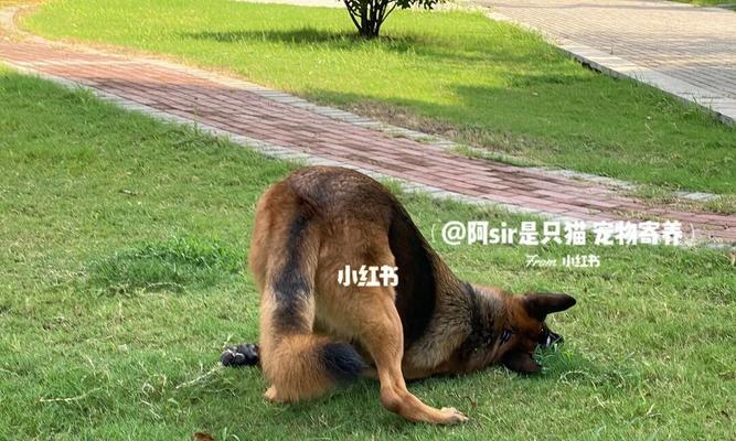 当宠物狗狗下半身无法动弹——如何应对(为什么狗狗下半身不能动)