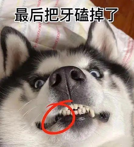 狗狗牙掉了很多怎么办（宠物牙齿健康需要您的关注）