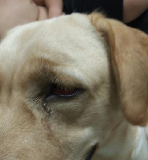 狗狗眼睛嘴巴周围发红是什么原因（解析狗狗眼睛嘴巴周围发红的多种原因及预防方法）