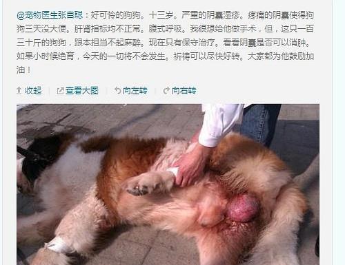 狗狗绝育后怎么消肿（以宠物为主）