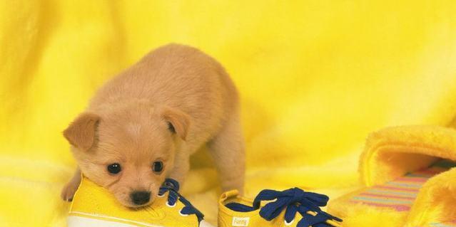 养狗三岁，注意宠物健康（从幼犬到成犬）