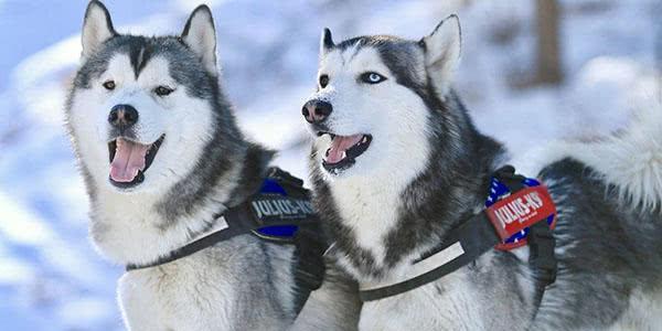 哈士奇与阿拉斯加——最酷的宠物选择（一起探索这两种迷人的雪地猎犬世界）