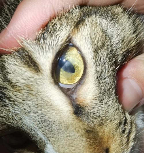 猫咪眼睛凸起睁不开，病因和治疗方法