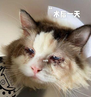 猫咪的褐色眼膜（探秘宠物眼睛的神秘保护膜）