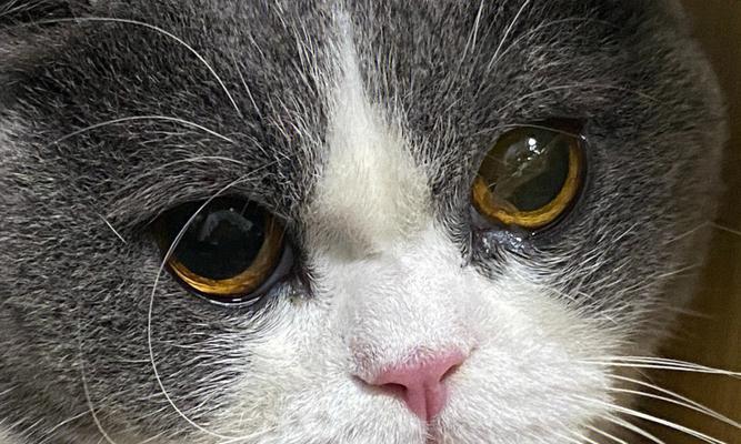 猫咪眼睛粘一起会不会有事（如何预防和处理猫咪眼睛粘一起的情况）