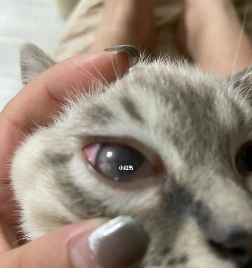 如何处理猫咪眼睛周围发红混浊问题（详解猫咪眼睛周围发红混浊的原因及处理方法）