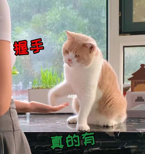 看猫咪眼中的主人智商(从猫咪视角探究主人的智商和性格特征)