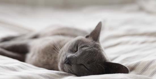 猫咪的正常睡眠时间（从宠物的角度看待猫咪的睡眠习惯）