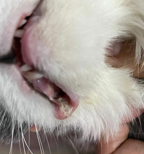 宠物猫咪为何会出现嘴角发红的情况（探究猫咪嘴角发红的病因和治疗方法）