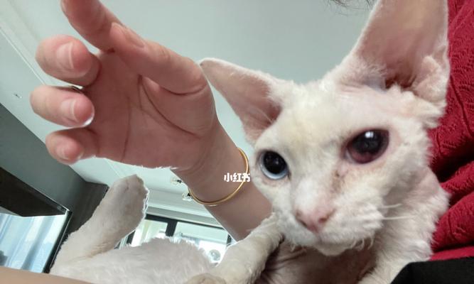 猫咪左腹部有异物（了解宠物的常见疾病和症状以及如何预防）