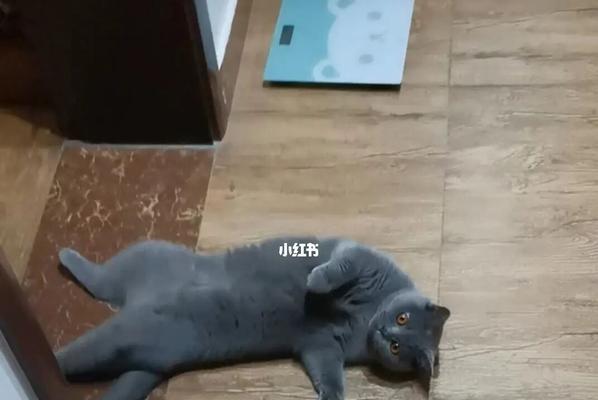 猫咪如何用刨沙的动作玩耍（宠物主人必看的宝典）