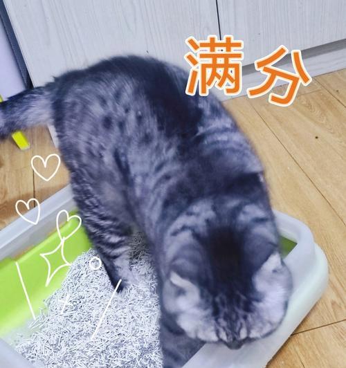 为什么猫咪会坐猫砂盆却不拉（探讨猫咪在猫砂盆中不排便的原因及解决方法）