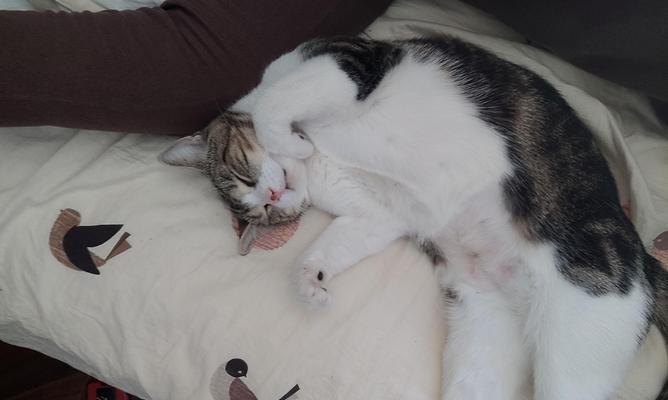 猫咪等候,宠物的候车之爱(以门口为家)