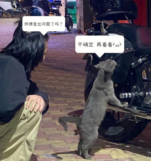 猫咪背摩托车抓猫大作战（以宠物为主的冒险故事）