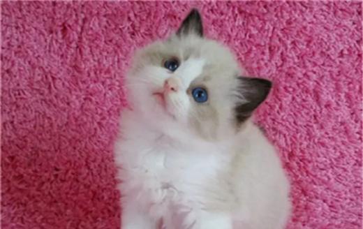 美短猫与布偶串的宠物养护指南（从喂养到训练）