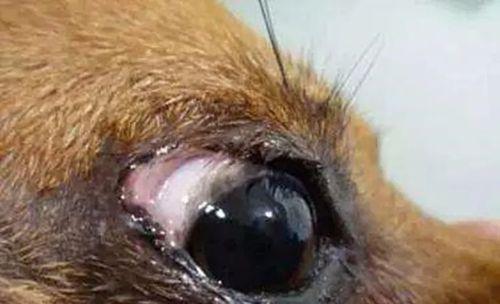 小狗眼的长息肉（宠物眼部疾病的预防和治疗）