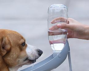 宠物小狗为何一直想喝水（探究小狗喝水的原因及相关注意事项）
