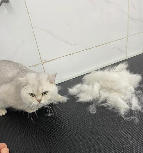 小猫掉毛原因及应对方法（宠物主人必看）