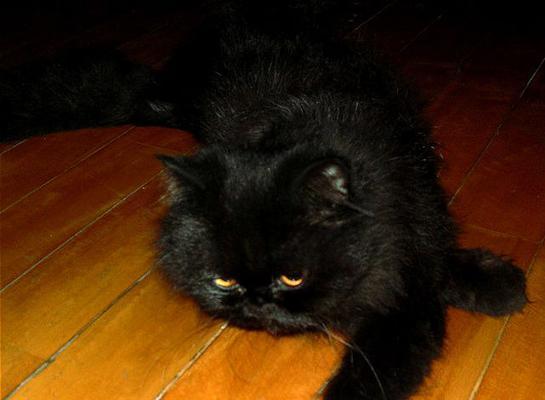 小猫鼻孔有黑色（探究小猫鼻孔黑色的原因和应对策略）