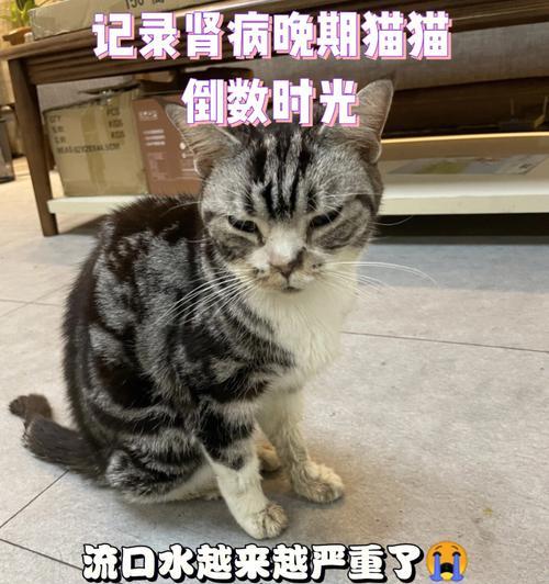 当你的宠物小猫不吃不喝不拉，应该怎么办（宠物小猫为何会不吃不喝不拉）