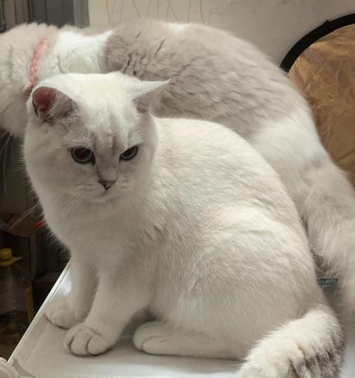 小猫换毛期到底是何时(宠物爱好者必看)