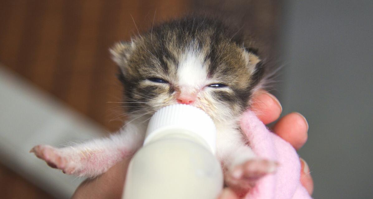 小猫肠胃不好能否喝奶（解读小猫的消化系统）
