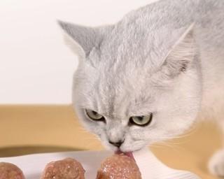 宠物小猫的营养饮食指南（如何让小猫吃出健康与活力）