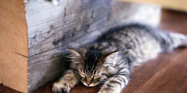 小猫打呼噜的意义（探究宠物的睡眠与情绪）