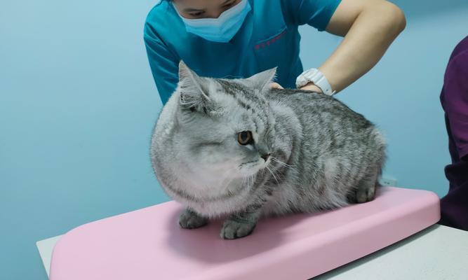 小猫第一针疫苗该打什么（以宠物为主）