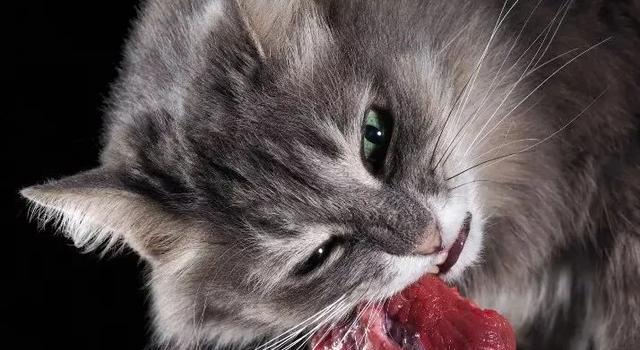 小猫吃生骨肉的正确方式（以宠物为主）