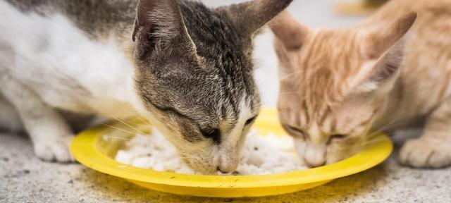 宠物猫什么时候可以自己进食（猫咪自主进食的时间点）