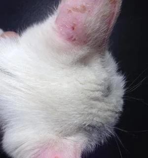 主题：小猫耳朵感染真菌的治疗及预防