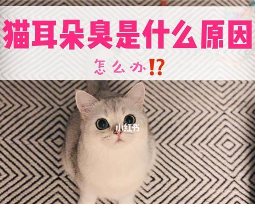 小猫耳朵的清洁方法剖析（以宠物为主）