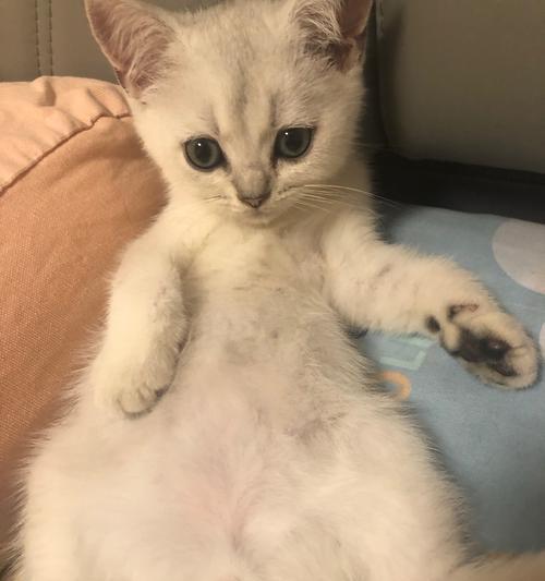 小猫腹水症状详解(宠物猫腹水症状)