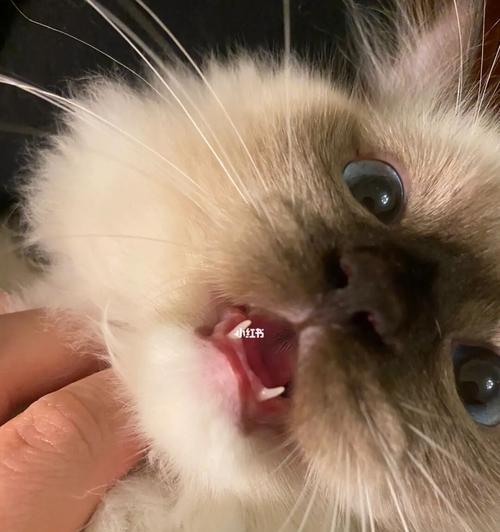 小猫刚长牙几个月大（掌握宠物牙齿生长规律）