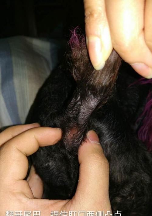 小猫肛门腺挤压多久才合适（探究小猫肛门腺挤压时间及注意事项）