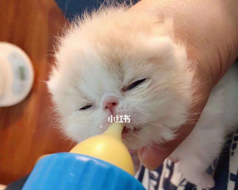 小猫喝奶为什么会大便（探究小猫喝奶与大便之间的关系）