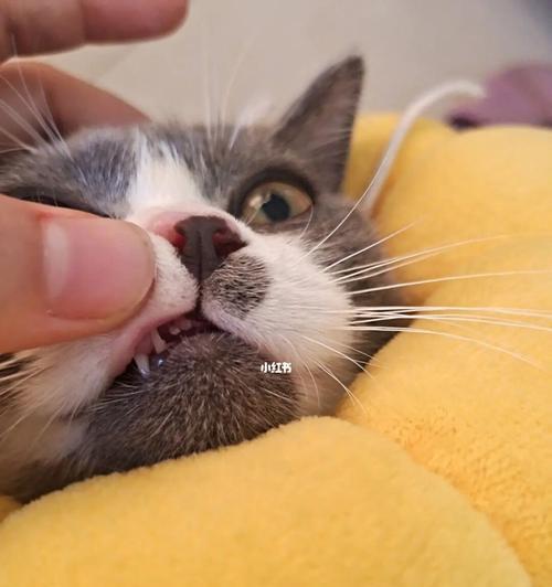 小猫换牙，如何照顾（宠物换牙保健指南）